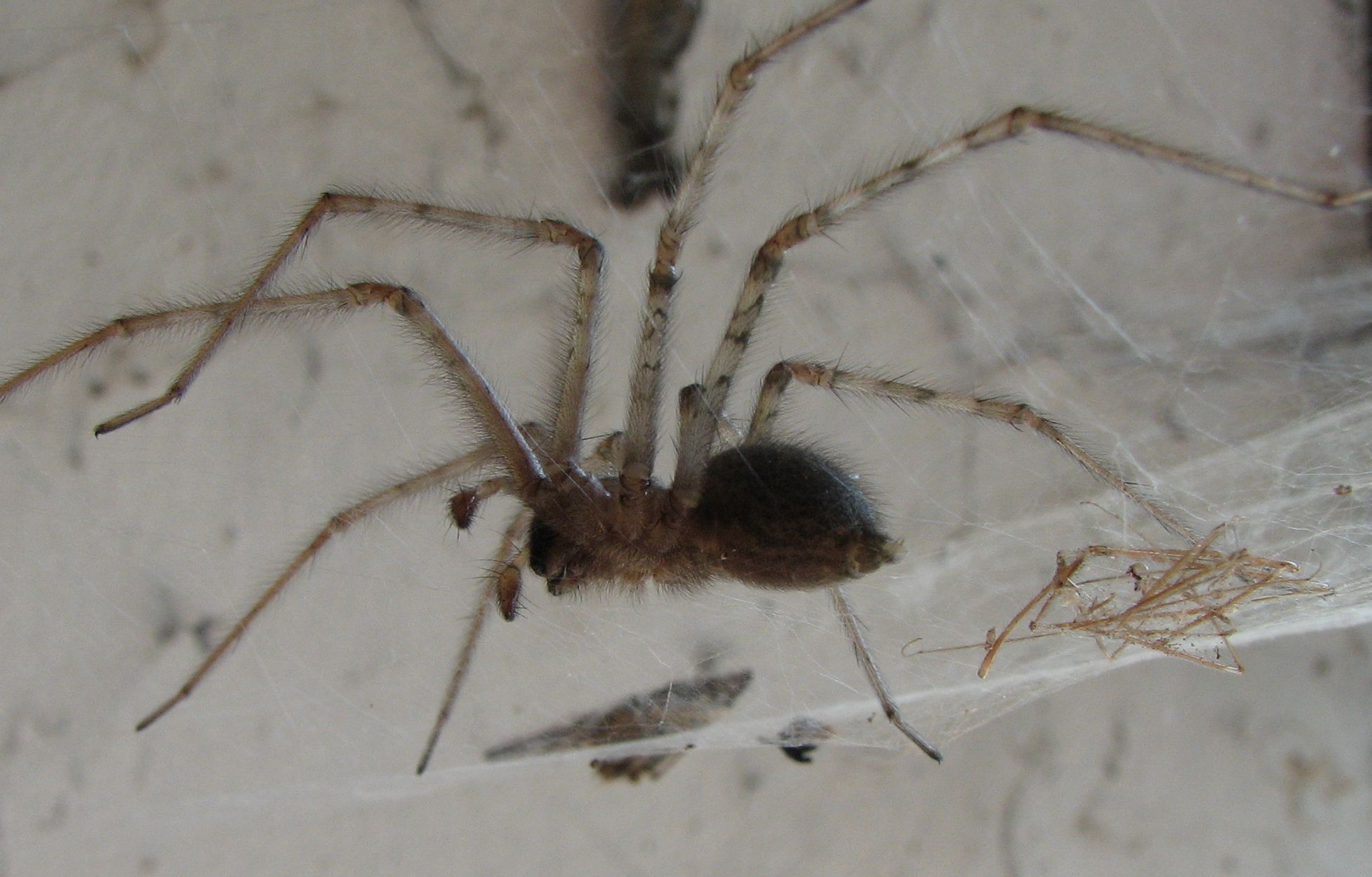 Tegenaria sp.